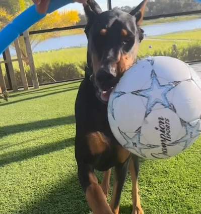 When your Doberman wins GOLD at the Olympics! 🥇🐾