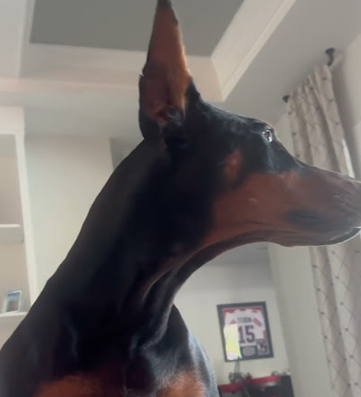 The fun of owning a Doberman