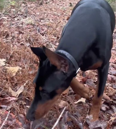 About Doberman Pinscher