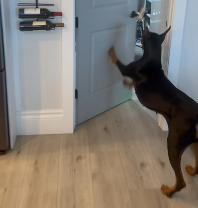 Ring the bell to get a treat!