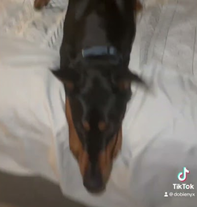 Just my crazy dog