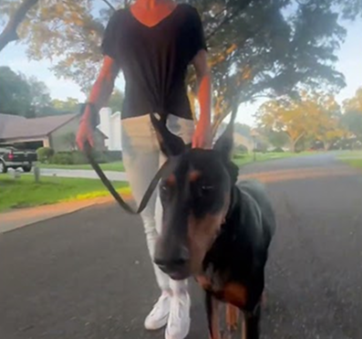 Evening walk with my pups