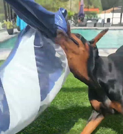 Swimming Dobie