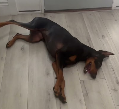 My dog pretending she’s dead 🤣