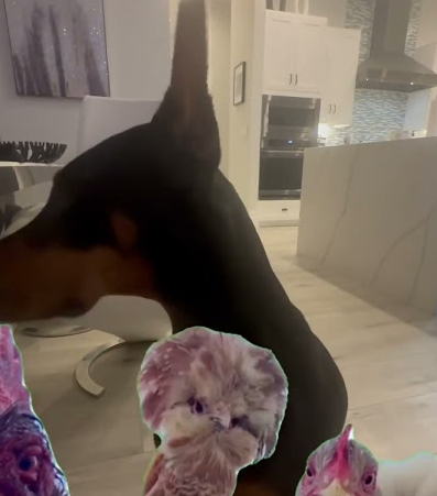 If this gets 5k views I’ll get my dog a new toy