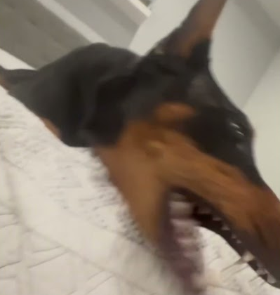 Doberman chomp