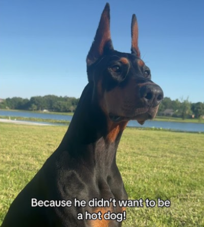 why did the dog sit in the shade?