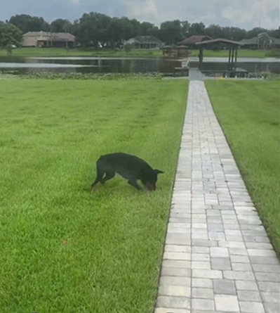As soon as I turn on the sprinklers!