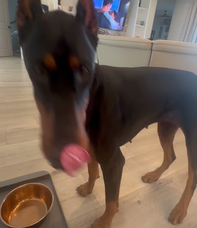 Try this with your dog! She was so mad 😂