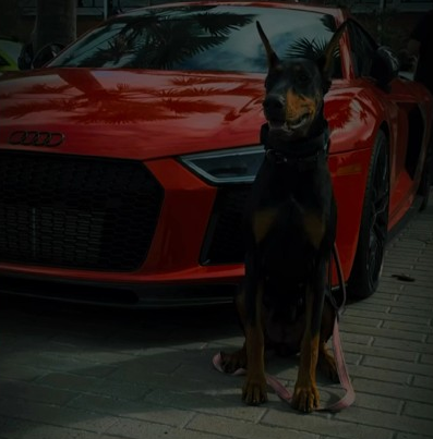 Doberman Pinscher and cars