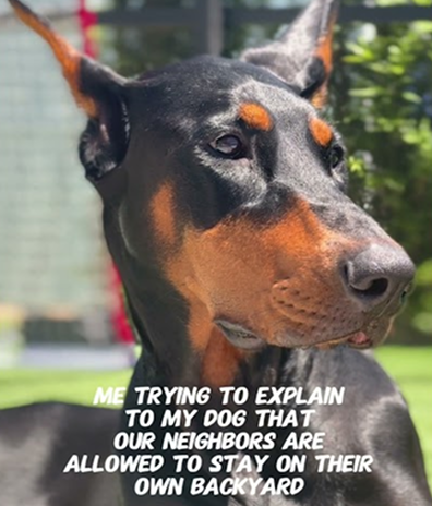 Me trying to explain to my dog 🐶