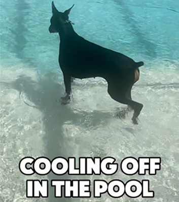 Dobie cooling off in the Florida heat! 🐾 Pool time fun! 💦