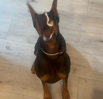 She loves string cheese.