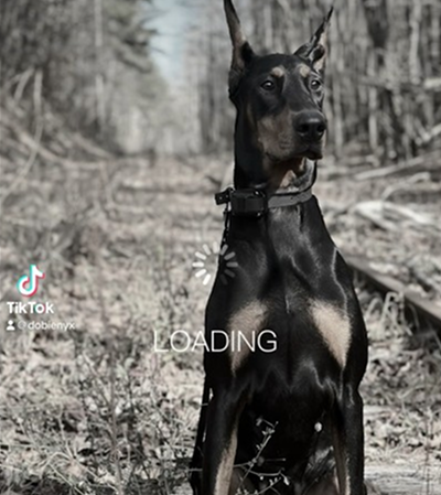 #dobermanpinscher #doberman #dogs #shorts
