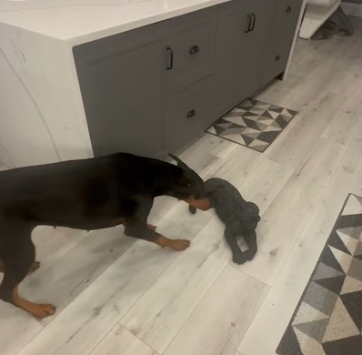 Doberman meets a black panther