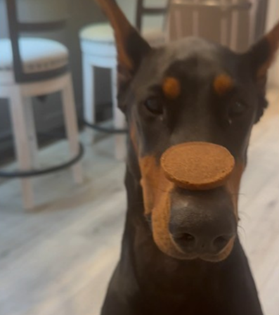 Doberman balances a cookie treat on her nose!