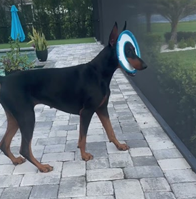 My scary Doberman!