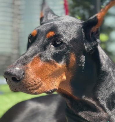 Beautiful Doberman
