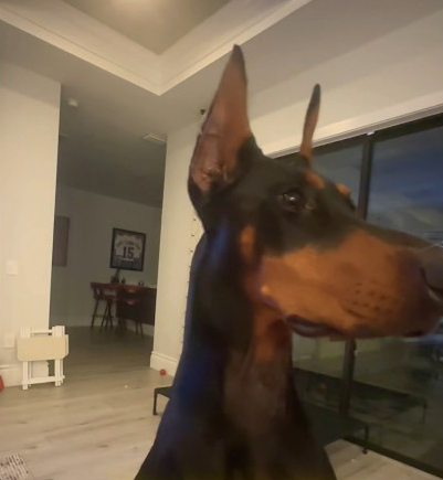 Subscribe if you love dogs!