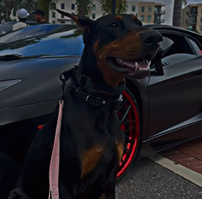 Doberman with a Lambo!