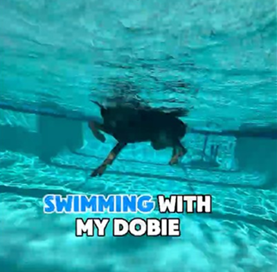 Swimming with my dobie