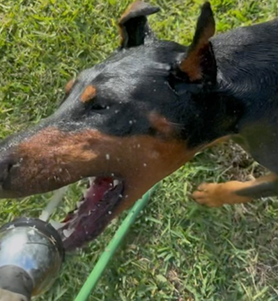 Doberman vs water hose