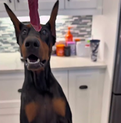 Feeding my dog steak 🥩