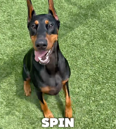 Watermelon treat for my Dobie