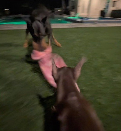Dogs fight over a blanket