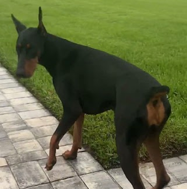 Hurricane Milton about to hit Florida