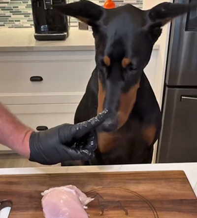 Can dogs eat raw chicken?