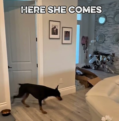 Hide and seek with my dog