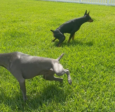 Is this your special bush?