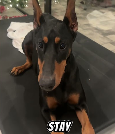 Working for that treat!