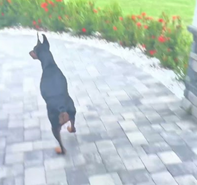 I told him I got a Dobie