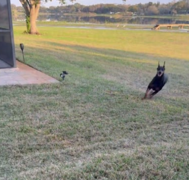 Another backyard run