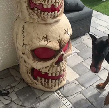 Decorating for Halloween with a Doberman!