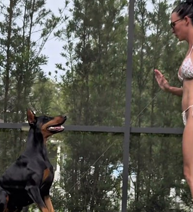 Got out of the pool to do some training with my Doberman!