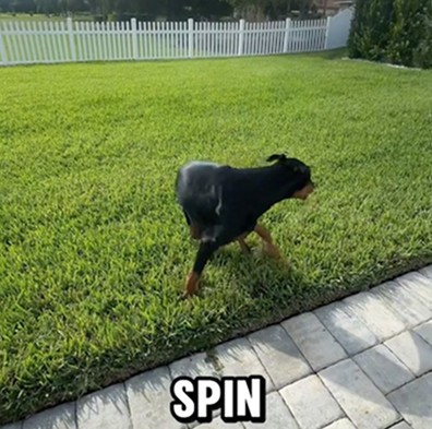 Training with my Dobie: Mastering Skills Together