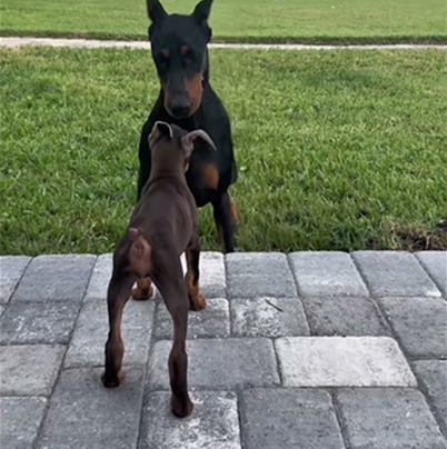 Nyx telling Nash who’s the boss around here