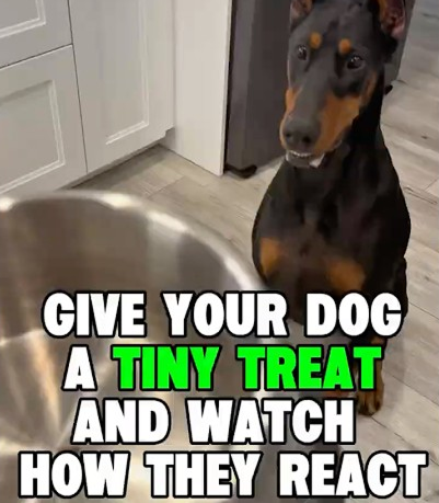 Tiny treat prank on my dog