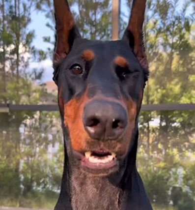 Chicken Jockey vs Dobie