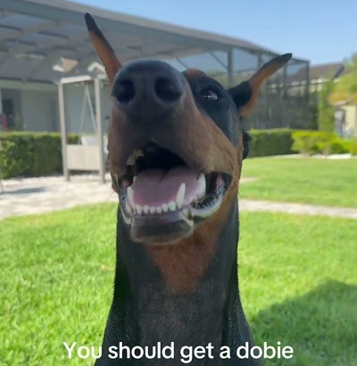 You should get a dobie