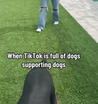 Follow us on TikTok @DobieNYX