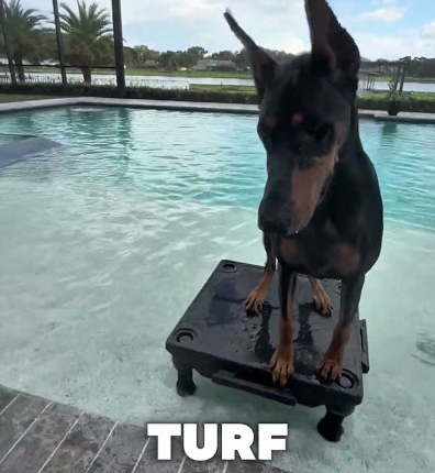 Tricks with my Dobie