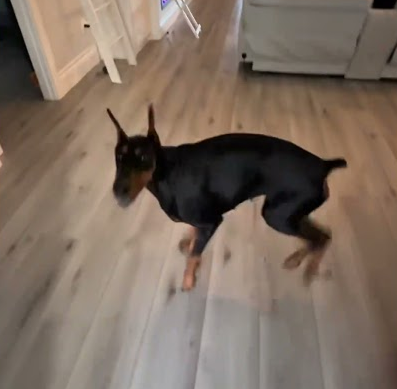 I Bribed My Dog to Jump These Bushes