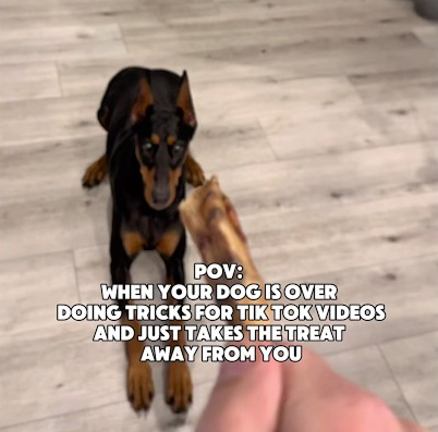 When Your Dog Quits TikTok Tricks 😂🐾