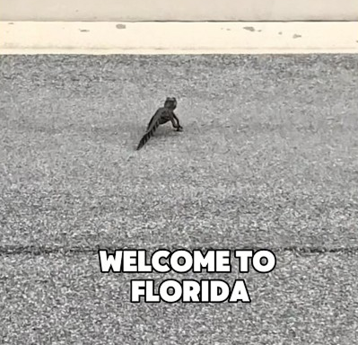 Walking your dog in Florida