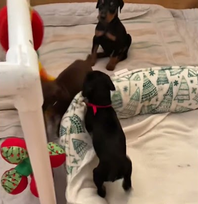 Doberman puppies Nyx