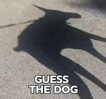 Guess the dog 😂